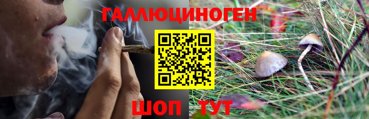 Псилоцибиновые грибы Psilocybe Муравленко
